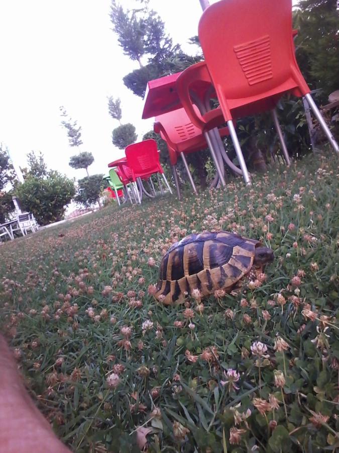 Polje Dream Stone Ohrid Lake View Bed & Breakfast エクステリア 写真